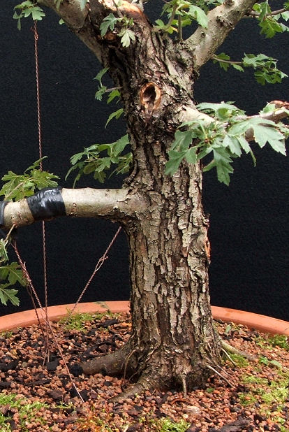 hawthorn before uro